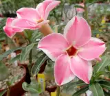 ROSY VARIETY GRAFTED ADENUM LIVE PLANT