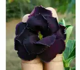 Adenum -Grafting plant (black)