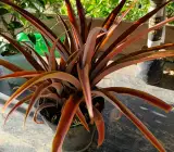 Red Pineapple fruit plant