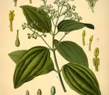 Thai Black Pepper Plant