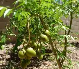 Hog Plum (Amra) Grafting Fruit Plant