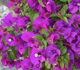 BOUGAINVILLEA FLOWERING PLANT(PURPLE)