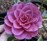 CAMELLIA FLOWERING PLANT(PURPLE)