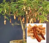 Sweet Tarmarek (Imali ) Fruit Plant