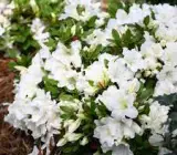 Azalea flowering plants(white)