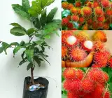 Rambutan - Fruit plant