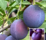 Satluj Purple Plum Aloo Bukhara Layering Grafted Fruit Plant