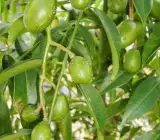 Thai Olive grafting fruit plant