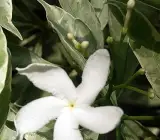 Variegated Tagar FLOWERING PLANT