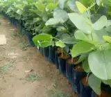 Lal chandan
