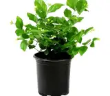 Jasmine Mini plant