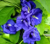 Nilkantha Double Petel Flower Plant