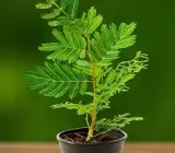Shami Live Plant – Sacred Prosopis Cineraria Plant for Home, Garden & Puja