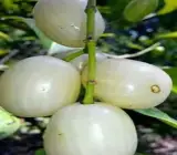 WHITE jamun fruit Plants