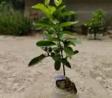 Lalit Guava Grafted Fruit Plant – Premium Sweet Guava Live Plant