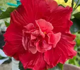 Australian Hibiscus Flowers Plants