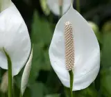 Peace Lily flower plant