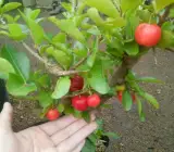 Barbados cherry