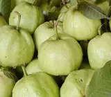 Thai 7 Guava-Fruit Plant