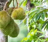 Durian Fruit Plant