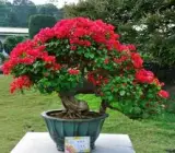 BOUGAINVALLEA FLOWERING PLANT( DARK RED)
