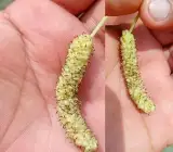 Hybrid White Long Mulberry Grafted Plant
