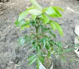 All time Thai variety lychee Plants
