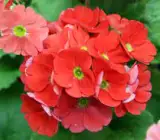 PRIMULA OBCONICA FLOWERING PLANT(RED)
