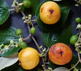 Indian Jujubee Gola (Grafting) Fruit plant