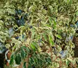 Ficus benjimen plant