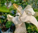 Austrian hibiscus- Grafting Plants( white Thoka)