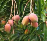 Toledo Mango Plant _ Grafted and Hybrid Plants