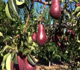 Red Pear( Naspati ) Fruit Plant