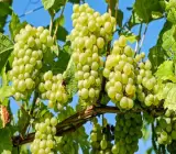 Thai Verity Seedless Green Grapes Plant