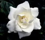 Scenled Tagor Flower Plant