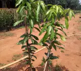 kothapalli kobbari ( Grafting ) mango plant
