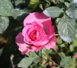 Rose Flower Plant | Beautiful Live Rose Plant for Home Garden