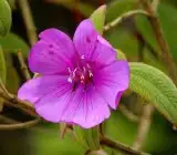 Tibouchina FLOWERING PLANT
