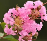 Furush Flower Plant ( Pink)