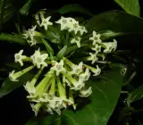 Hasnuhana Flower Plant