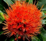 FIRST LOVE FLOWERING PLANT(RED)