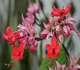 Bleeding Heart Vine Red Plant