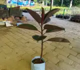 RED BANYAN (RUBBER)LIVE PLANT
