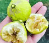 Denna Fig Live Fruit Plant – Premium Sweet Fig Fruit Plant