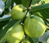VNR Bihi Guava Grafted Fruit Plant – Premium Large Size Sweet Guava Live Plant