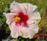 Austrian hibiscus- Grafting Plants ( white and Red )