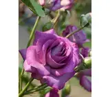 HYBRID GRAFTED ROSE PLANT(PURPLE)
