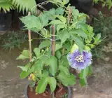 Passion flower plant