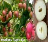 Thai All Time Seedless Apple Ber Plant