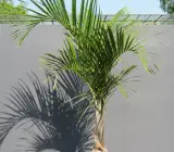 Sampen Pum plant